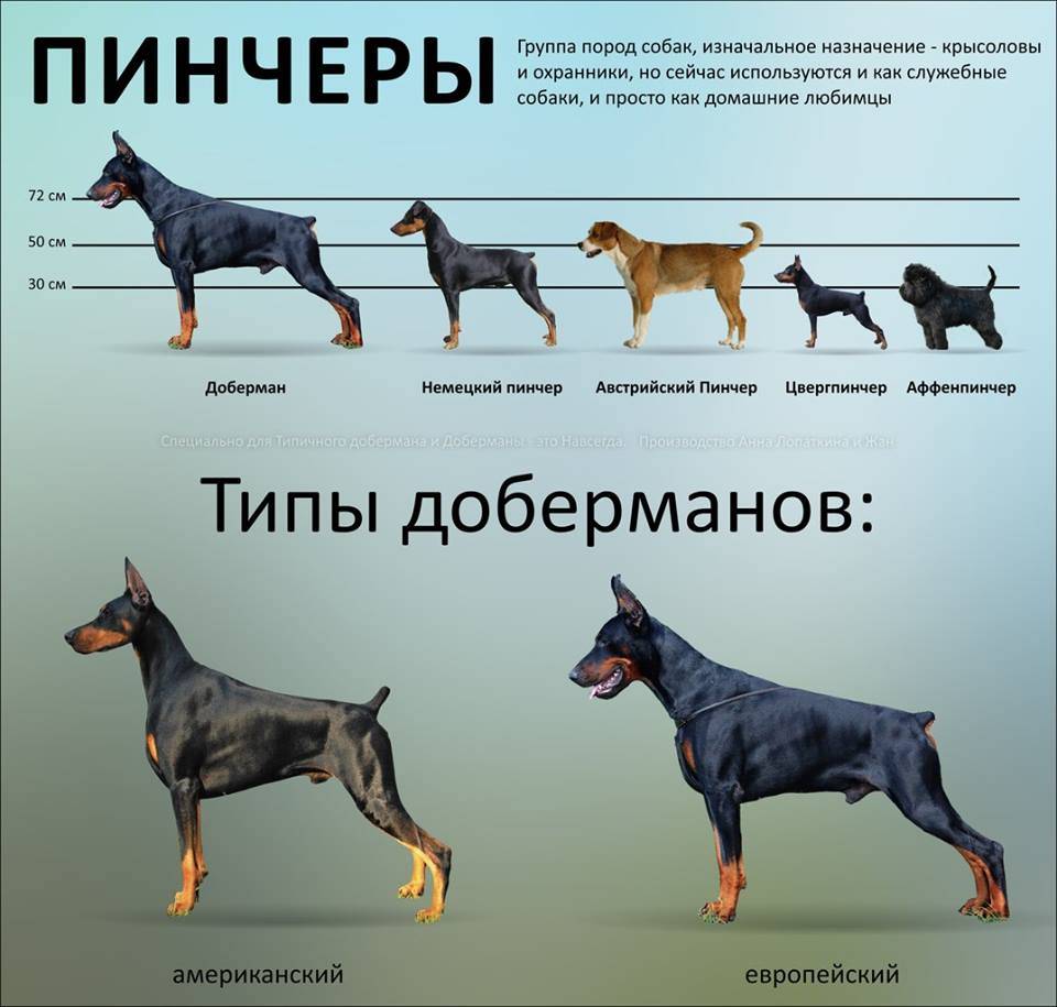 Порода собак доберман: характеристика и описание