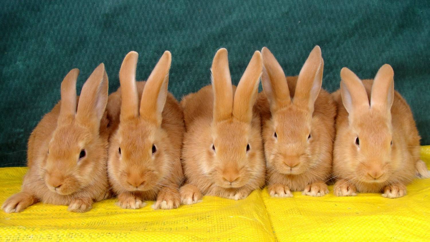 Бургундский кролик: описание породы, содержание и уход