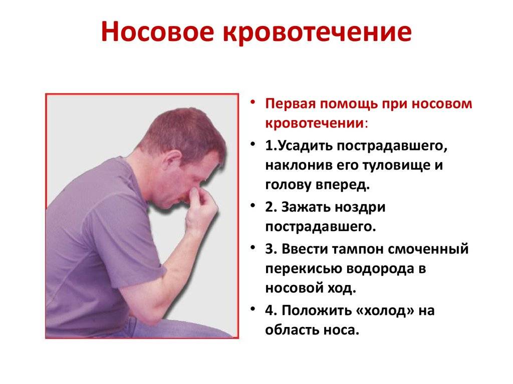 У кота кровь из носа — что делать?