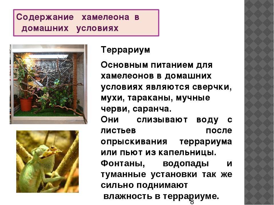 Содержание хамелеона в домашних условиях