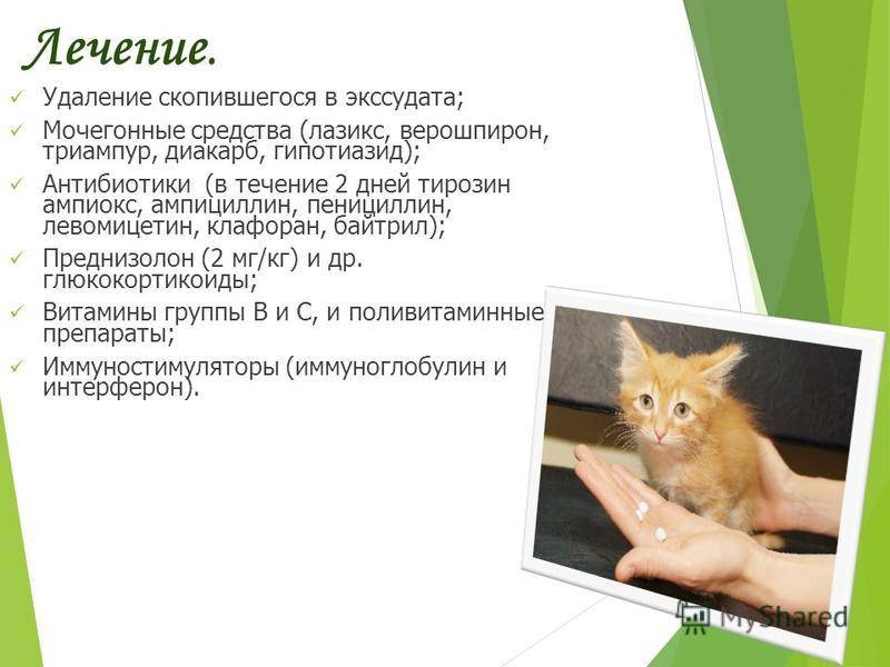 Форвет - инфекционный перитонит у кошек (фип)