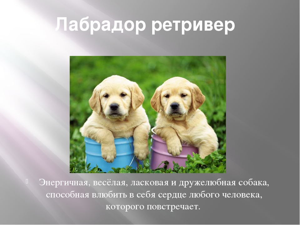 Лабрадор-ретривер - описание породы. характер и особенности содержания