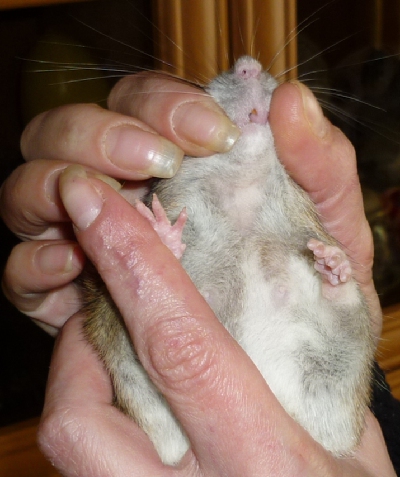 Крыса чешется – почему и что делать