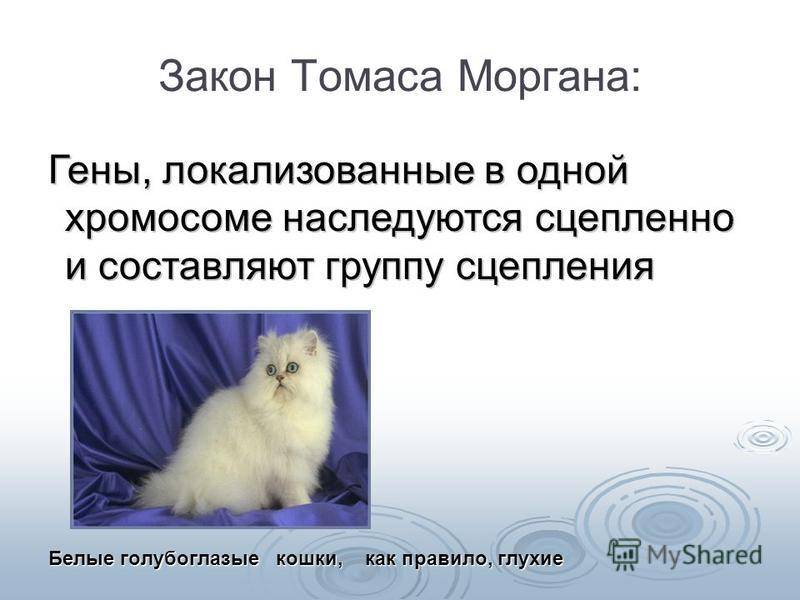 Почему белые кошки глухие и все ли они такие? - окружающий мир вокруг нас