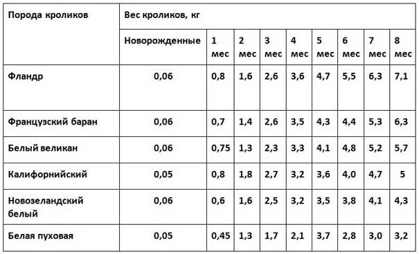 ᐉ сколько весит кролик: таблица веса разных пород по месяцам - zooon.ru