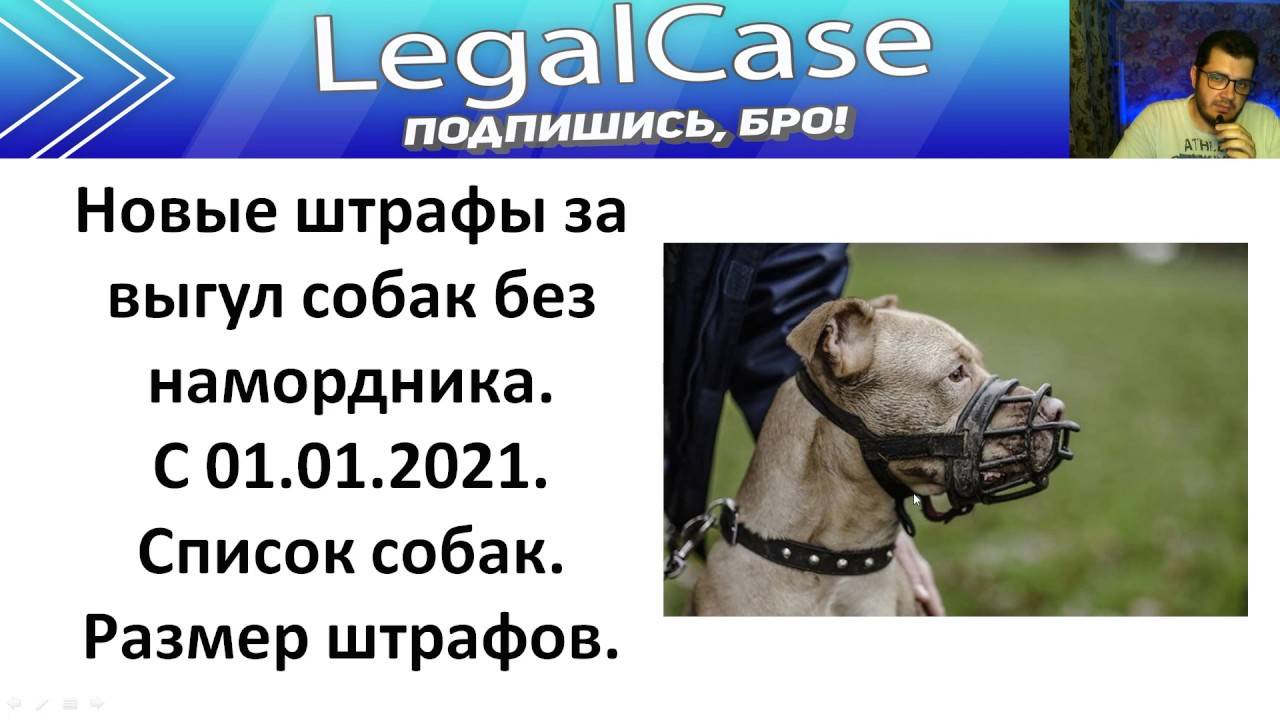 Выгул собак в 2022 году - новые законы и правила