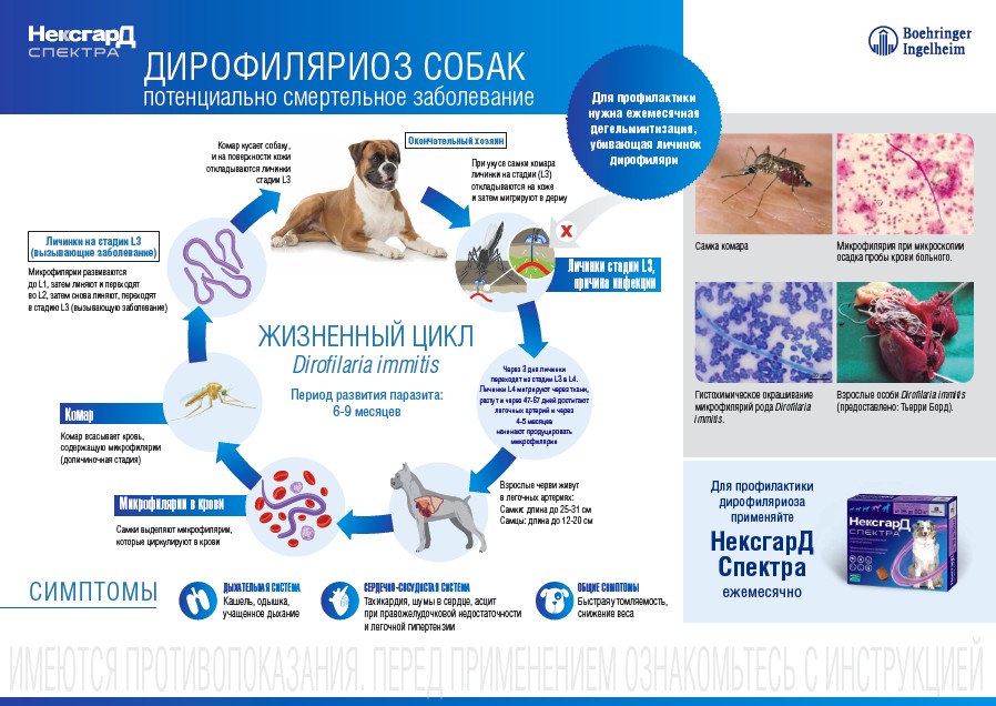 Дирофиляриоз у собак и кошек. диагностика, лечение в рб