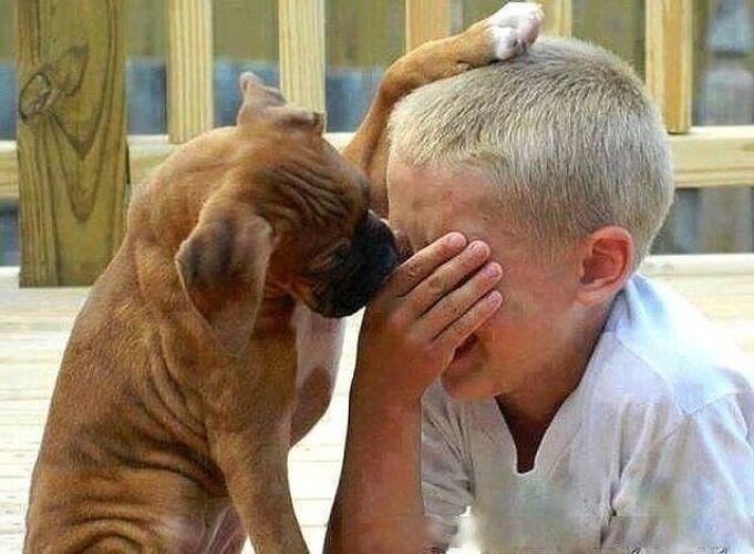 Почему собаки плачут