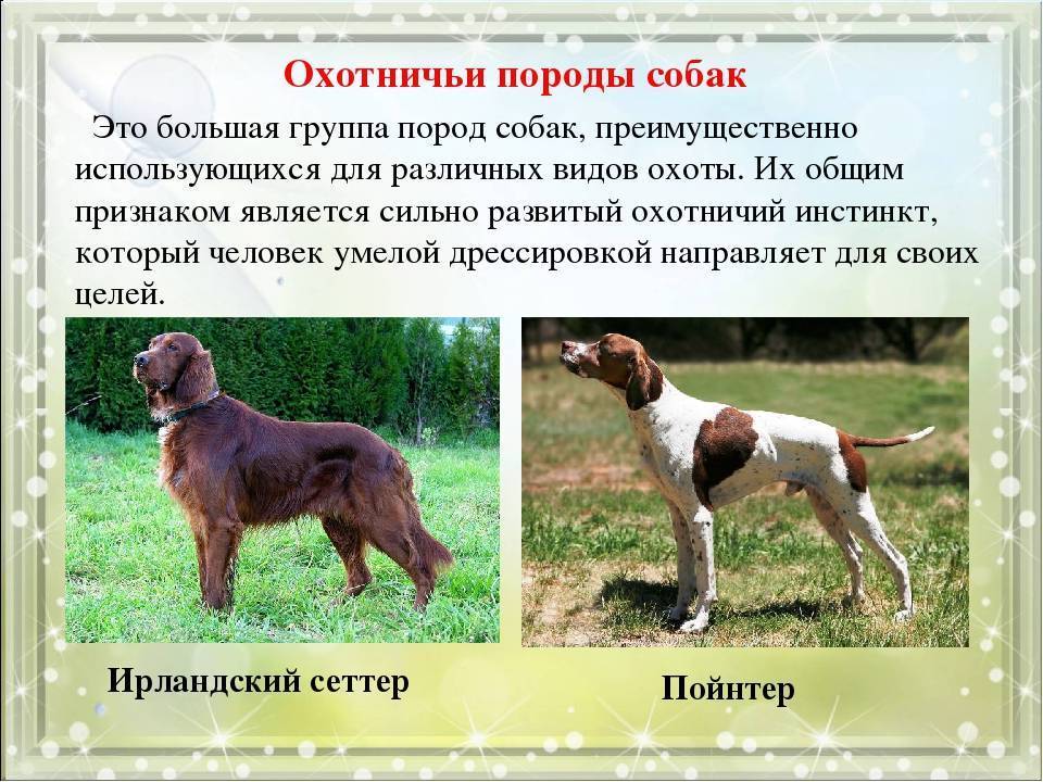 Собаки и породы фото и названия и описание