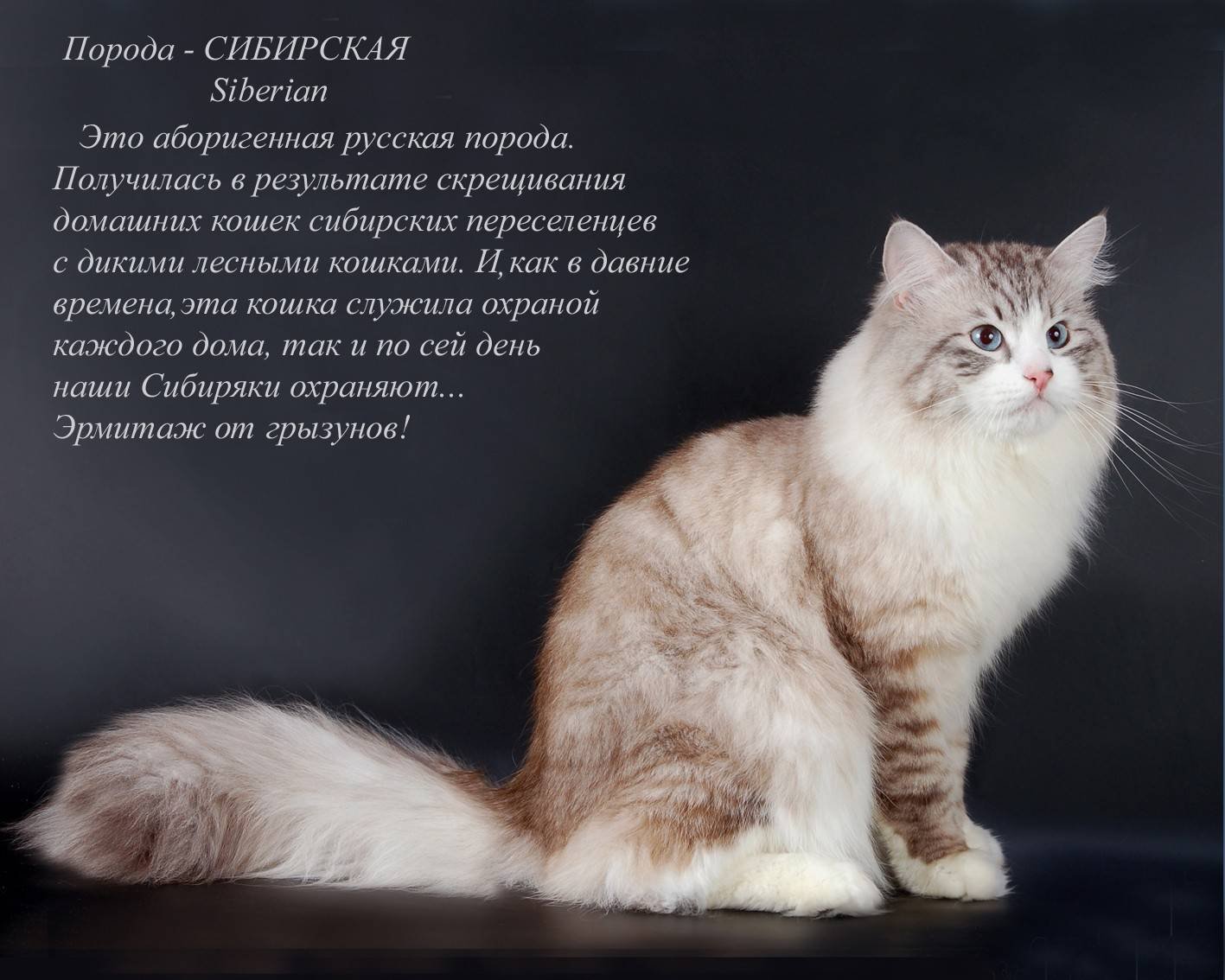 какие бывают породы кошек с фотографиями