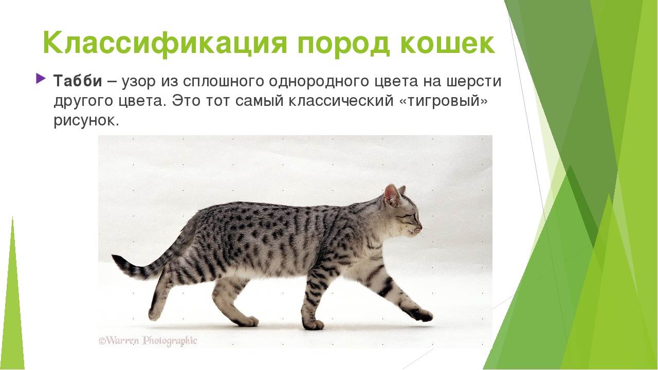Породы кошек 1 класс. Презентация про кошек. Породы кошек презентация. Породы домашних кошек проект. Презентация кошки по породам.