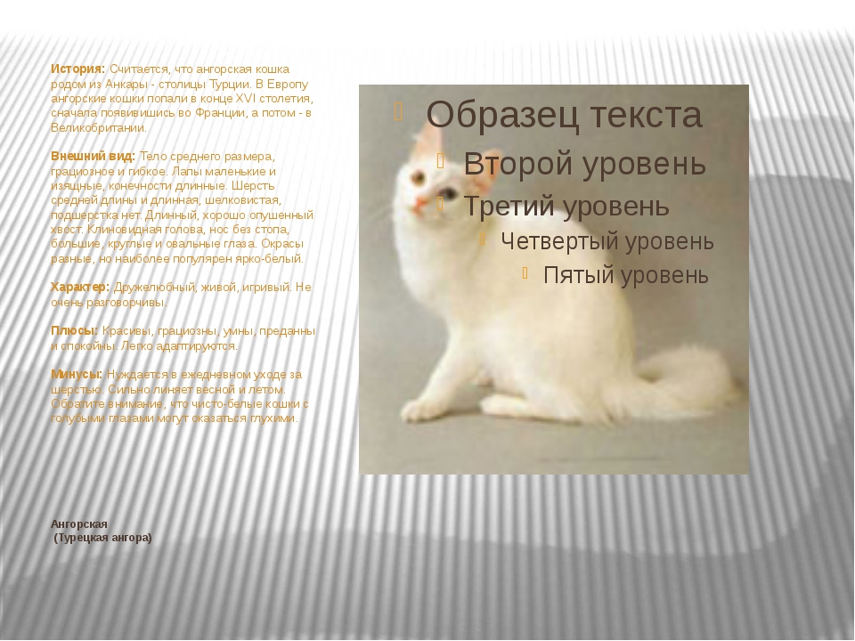 Турецкая ангора: описание породы, фото кота и характер ангорской кошки, уход и содержание ангорки