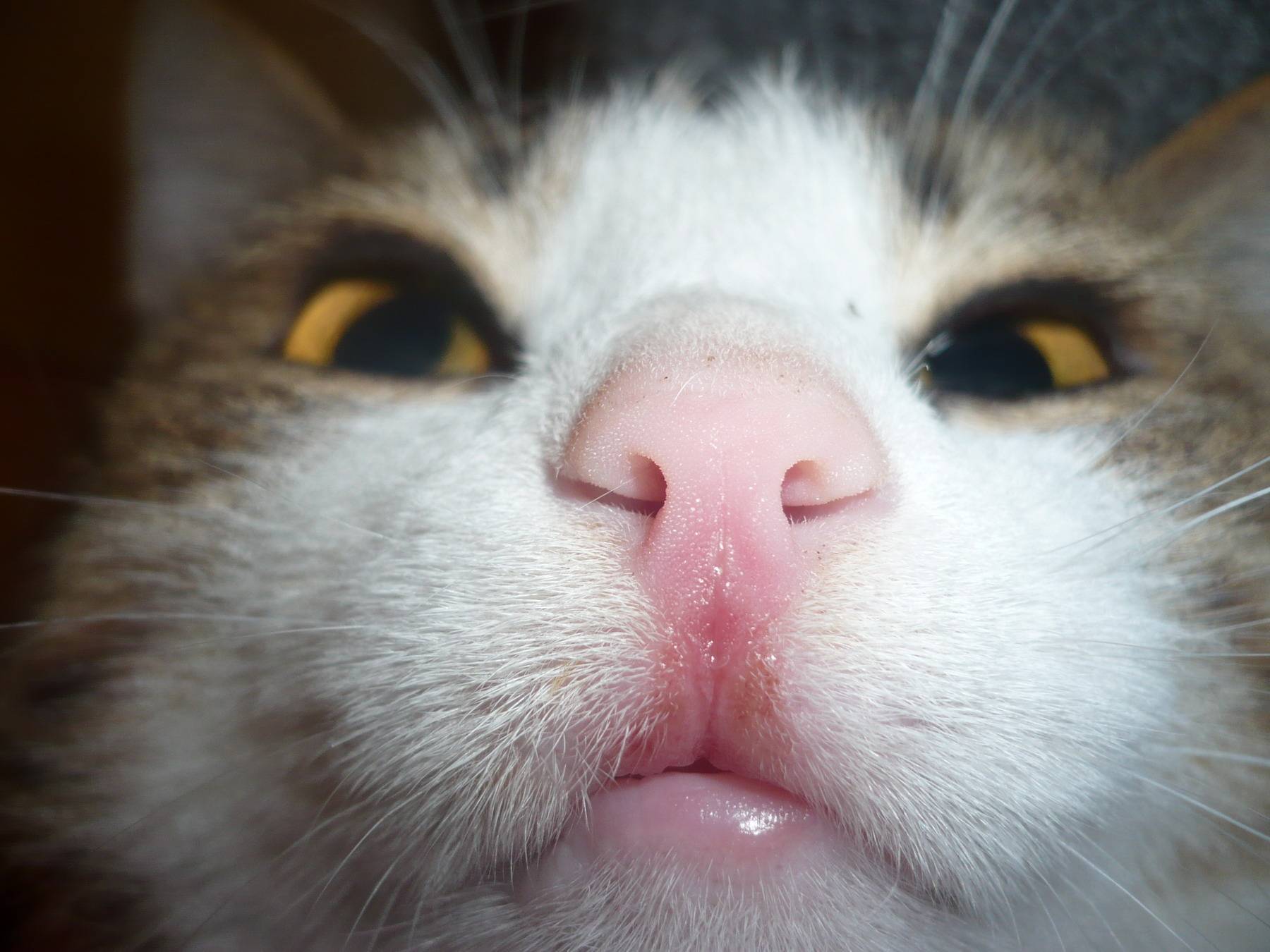 9 причин почему у кошки опухла нижняя губа - симптомы и лечение