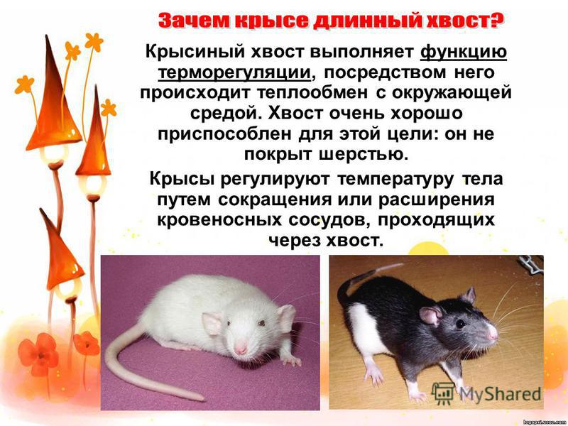 Почему крыса пищит. Какая температура у крыс домашних. Температура тела крысы декоративной. Язык тела крыс. Язык крыс декоративных.
