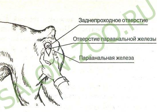 Анальные железы у собак: тот еще геморрой! | домашние животные