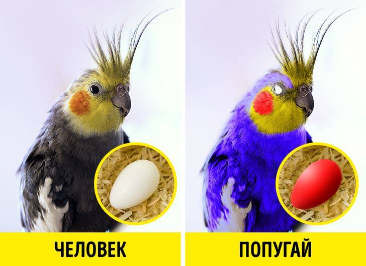 Зрение кур: как птицы различают цвета, находят пищу в траве и другие интересные факты о зрении домашней птицы