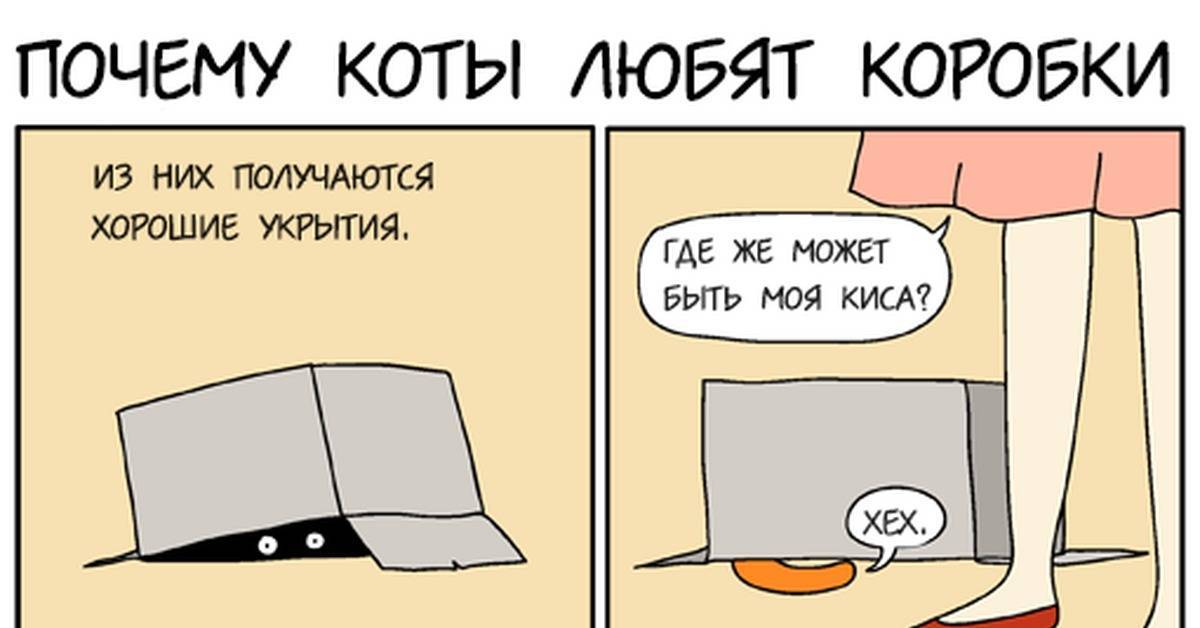 Почему коты и кошки любят коробки, в каких ещё местах им нравится прятаться