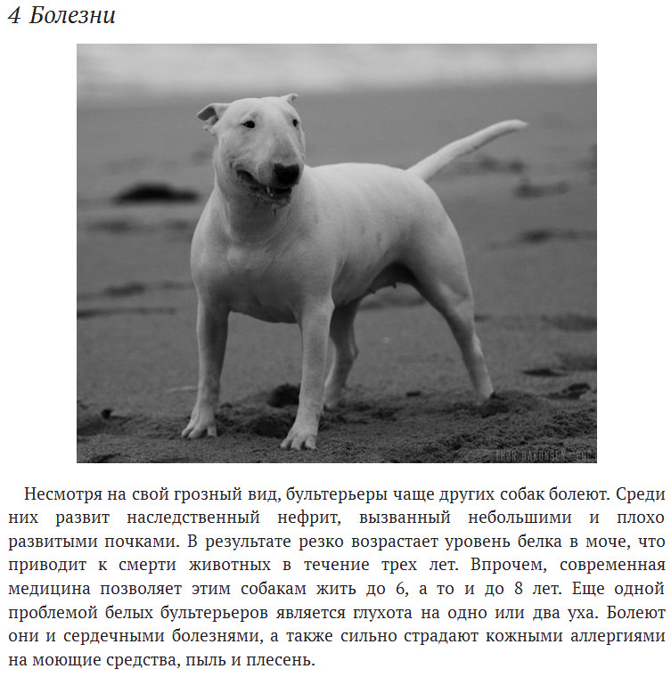 Самые опасные собаки в мире топ 10 - pet-mir.ru