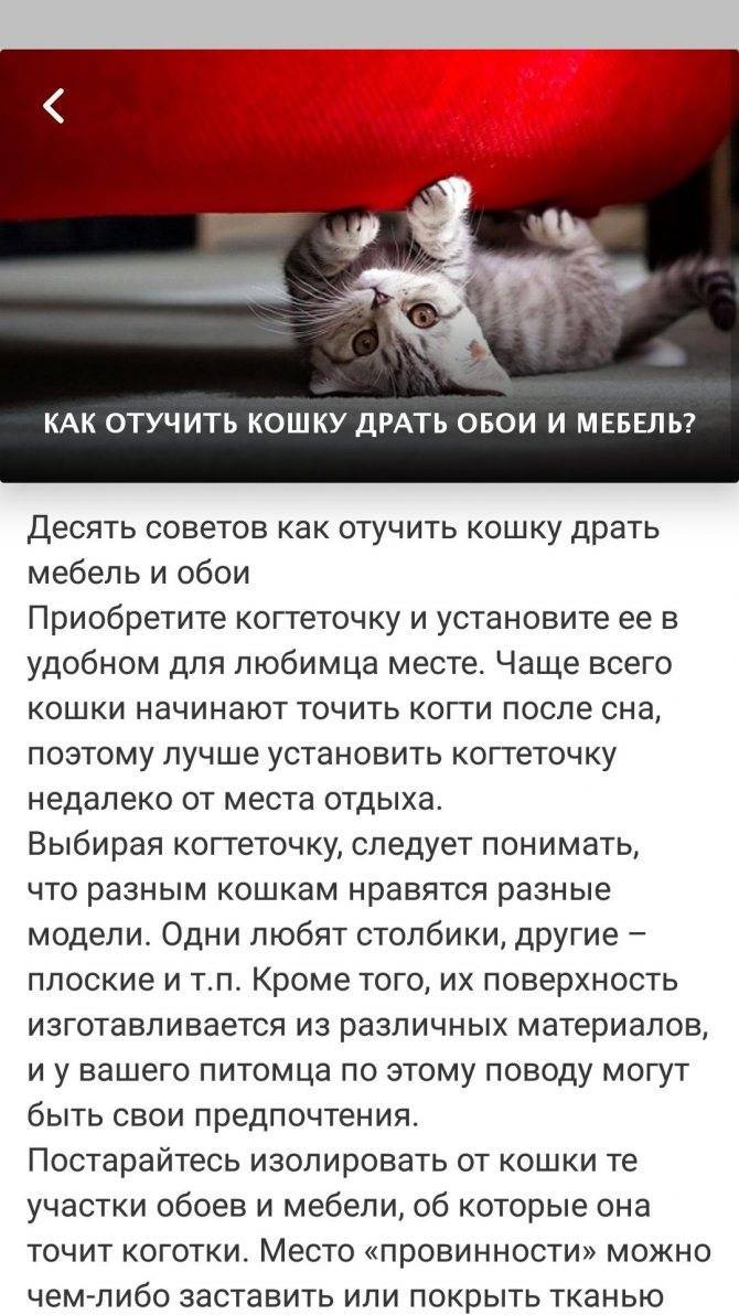 Как отучить кошку драть обои, мебель и стены