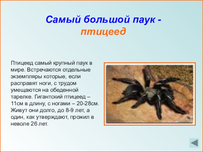 Чем питается паук птицеед на самом деле?