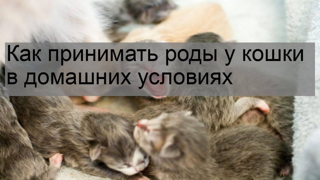 Нужно ли помогать кошке рожать? описание первых родов и что делать +видео и фото