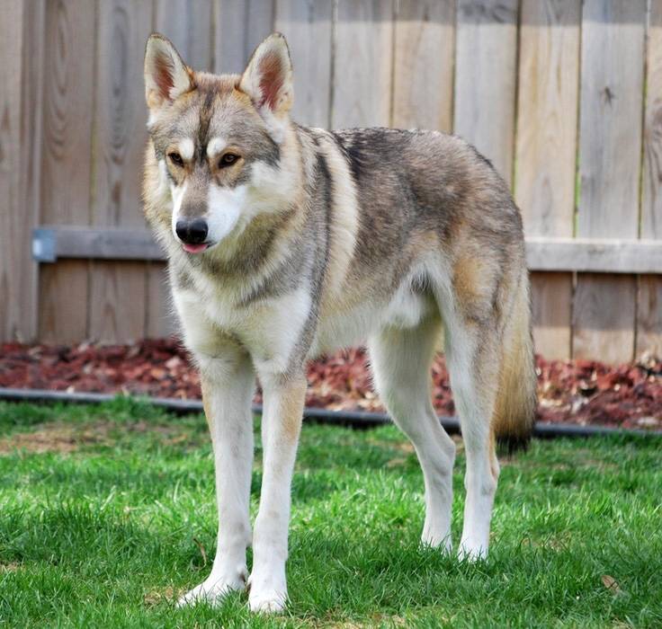 Tamaskan dog: all you need to know about the finnish wolfdog - k9 web
