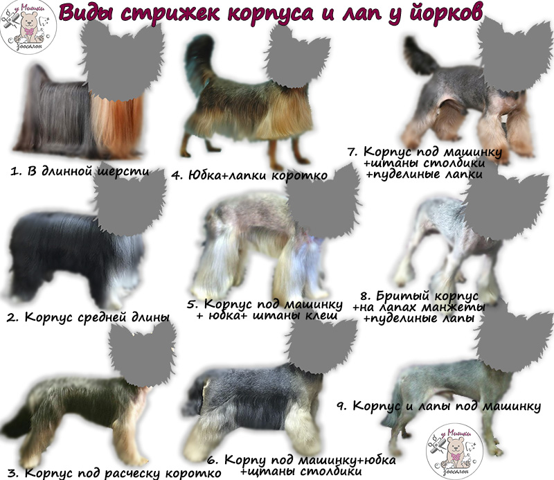 Стрижки йоркширских терьеров — виды и фото йорков девочек