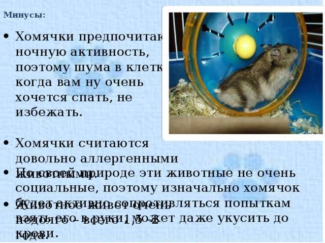 Хомяки: правила по уходу, советы выбора, фото, особенности