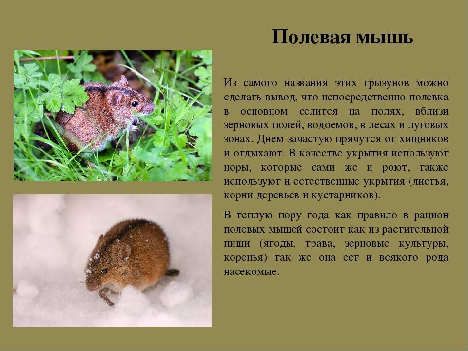 Мышь полевка или полевая мышь, чем отличается от городской, что ест