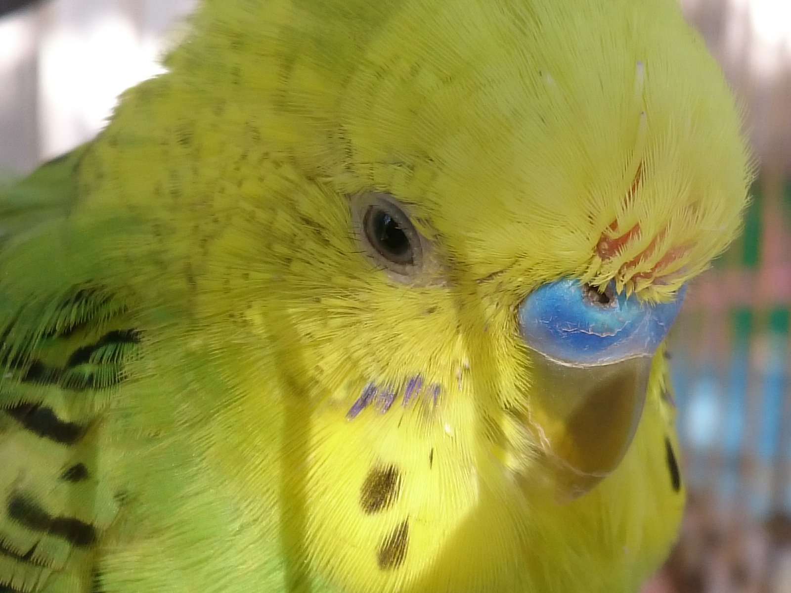 Воспаление зоба у волнистых попугаев: причины, симптомы, лечение, фото, как выглядит птица при болезни