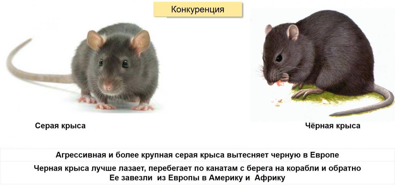 Отличие крысы от мыши