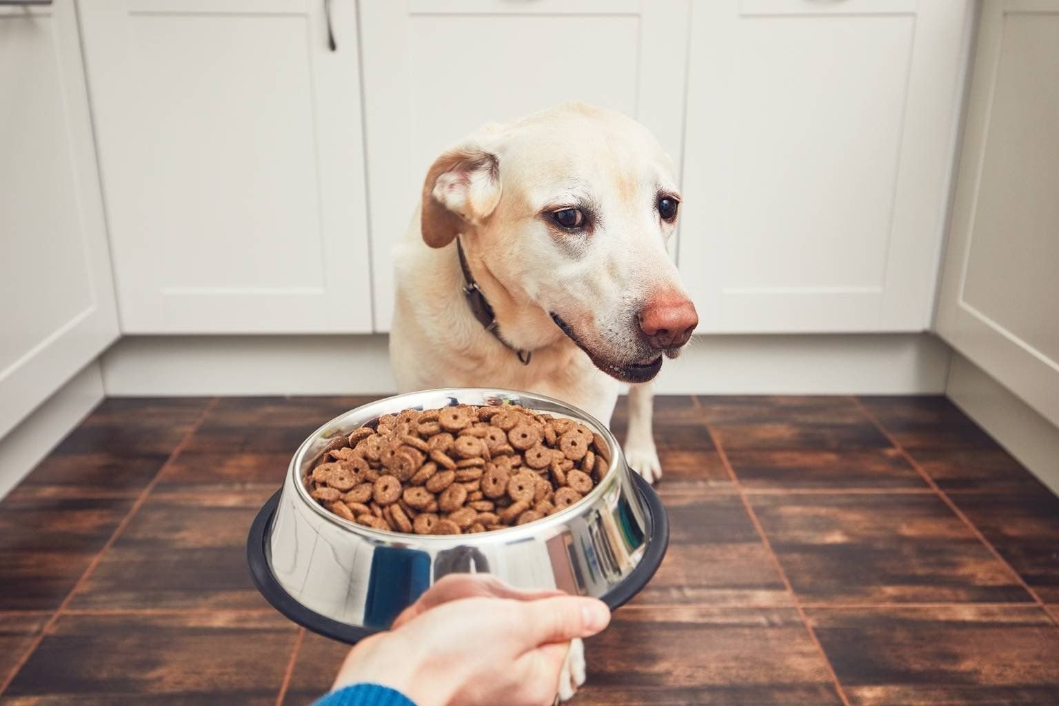 Почему собака не ест сухой корм