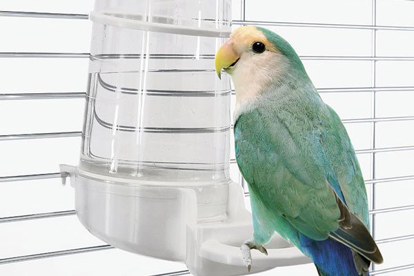Поилка для попугая в клетку: какая лучше и как установить