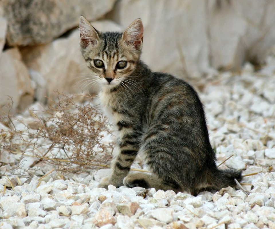 Калифорнийская сияющая кошка: описание породы
