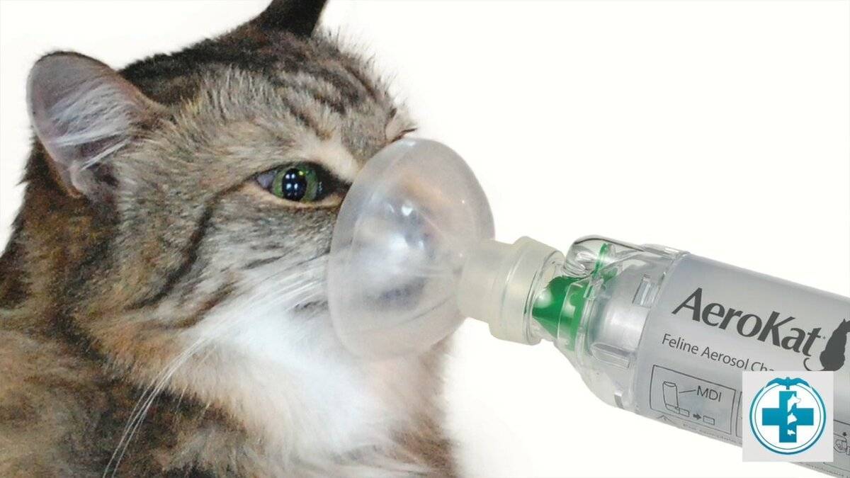 Бронхит у кошек: симптомы, чем лечить хронический бронхит, давать ли антибиотики