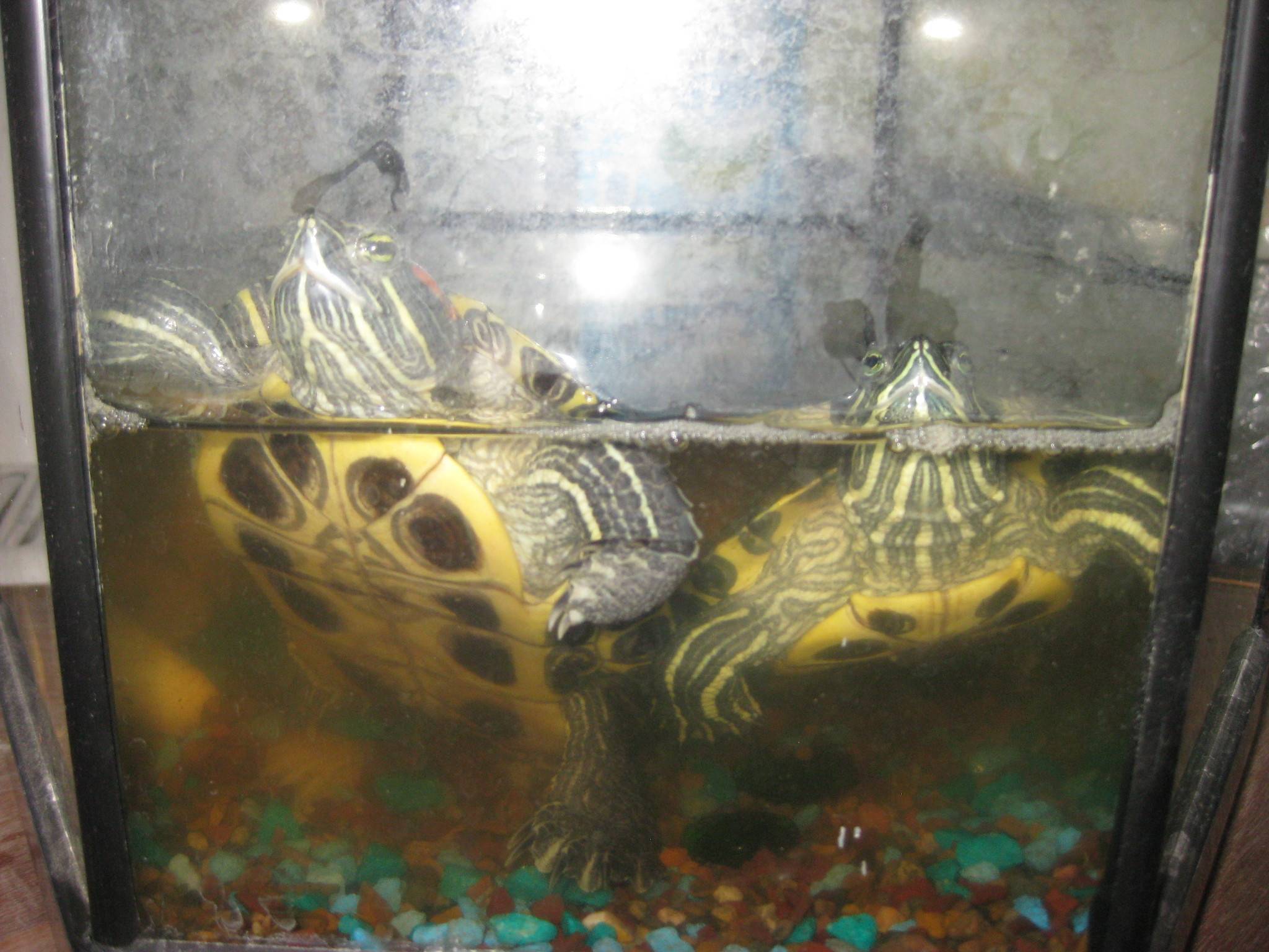 Черепаха температура воды в аквариуме. Аквариум для красноухой черепахи. Аквариум 150 литров для красноухой черепахи. Черепашки в аквариуме. Взрослая красноухая черепаха в аквариуме.