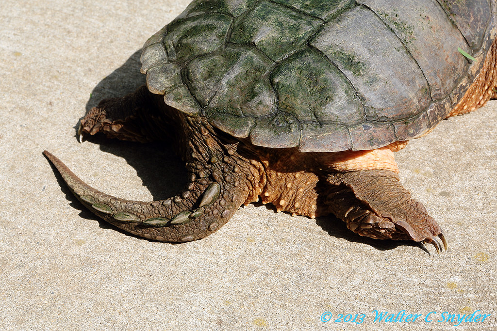 Скелет черепахи: строение. строение черепахи сухопутной, красноухой в разрезе - полезная информация для всех - советы и рекомендации от belmathematics.by