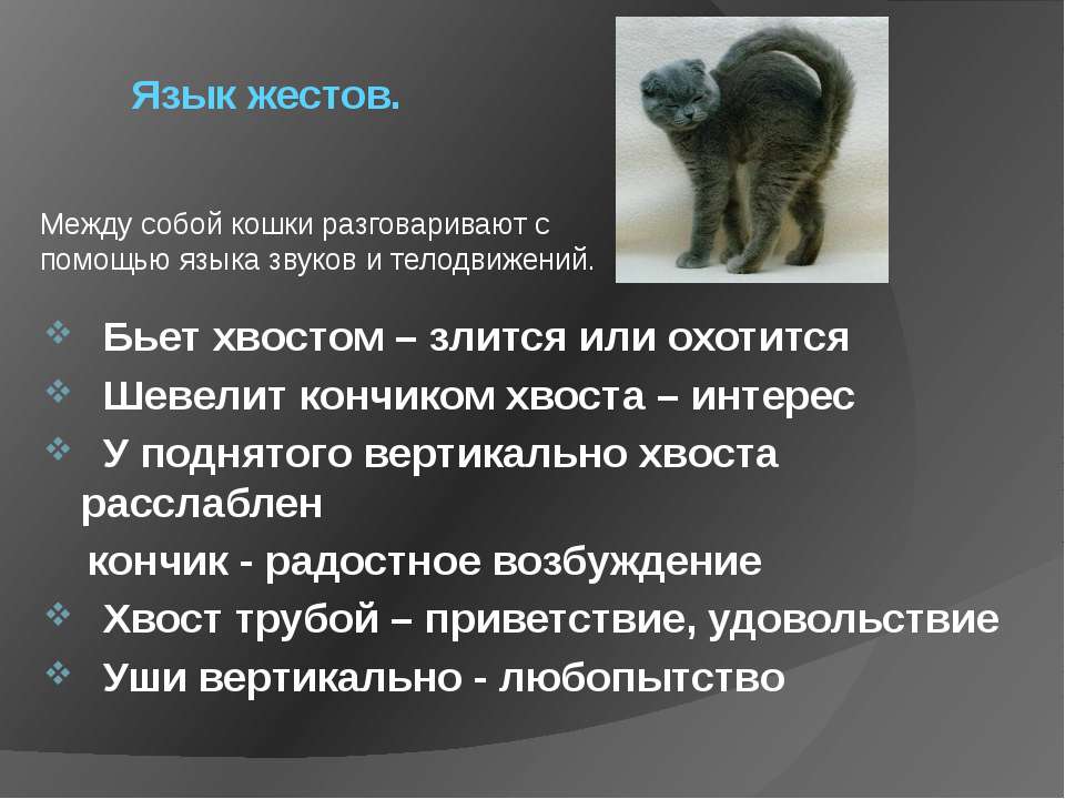 Что значит, когда кот машет хвостом?