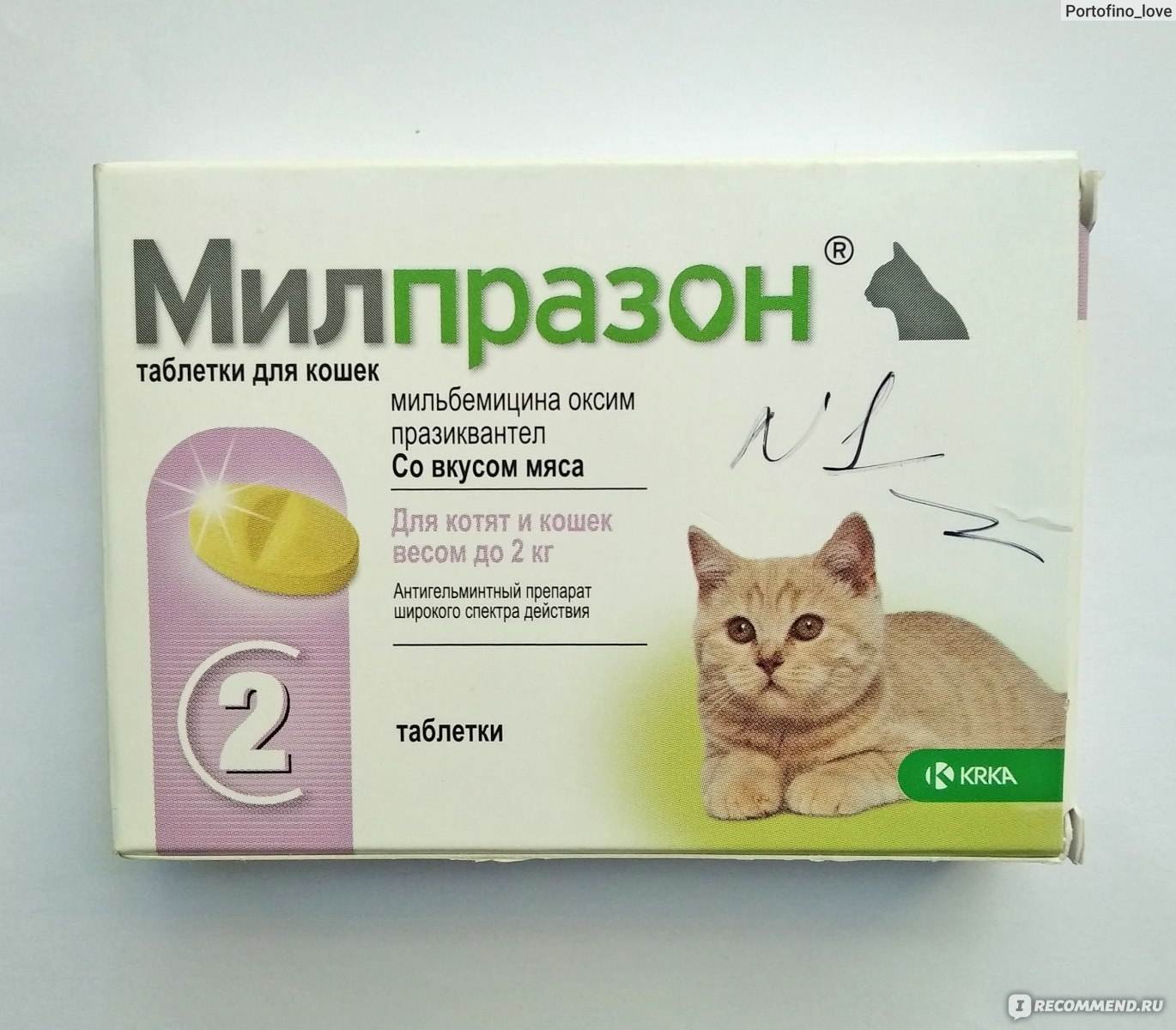 Глисты у котят - симптомы, признаки, методы лечения