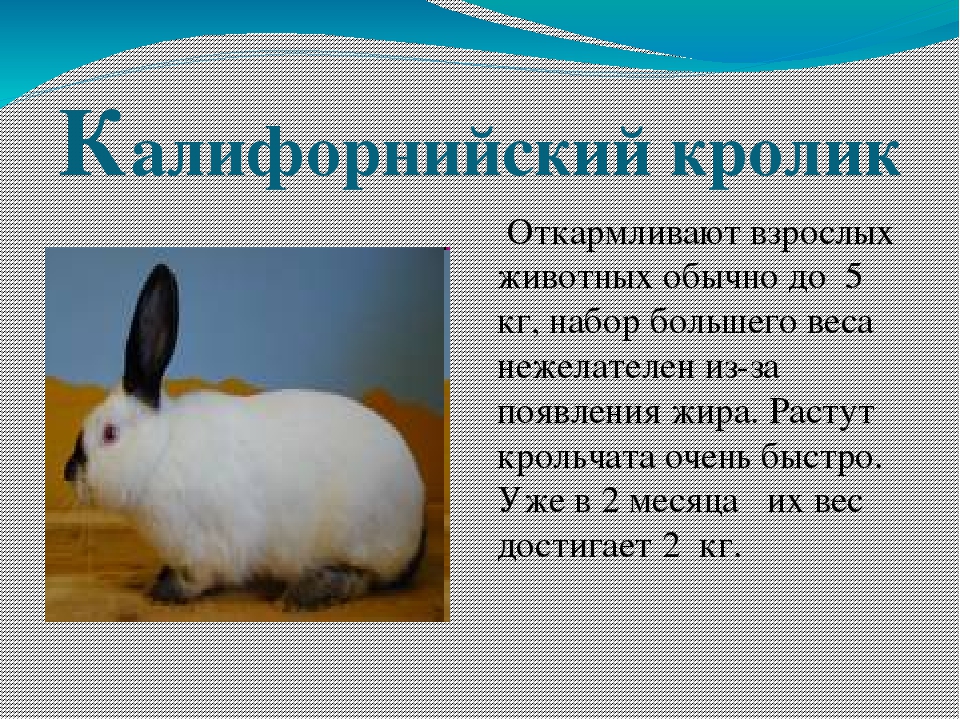 Карликовые кролики: породы, уход и содержание в домашних условиях, плюсы и минусы, отзывы
