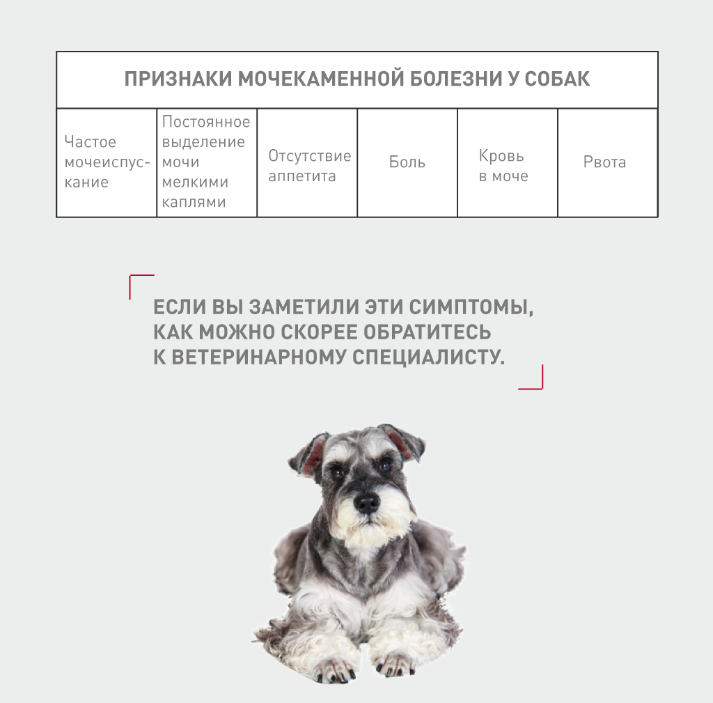 Цистит у собак: симптомы, причины, лечение