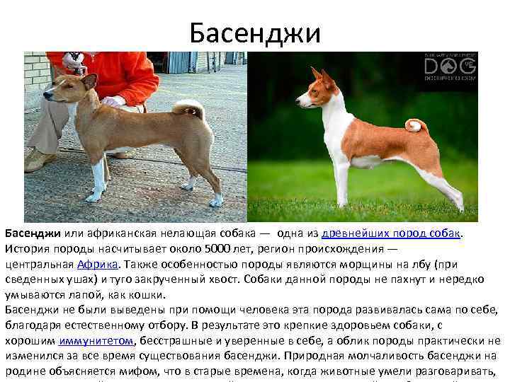 Порода собак басенджи: происхождение, здоровье, правила ухода | блог ветклиники "беланта"