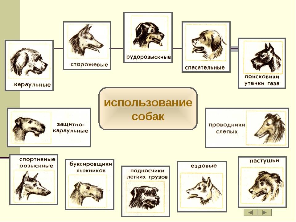 Схема пород собак