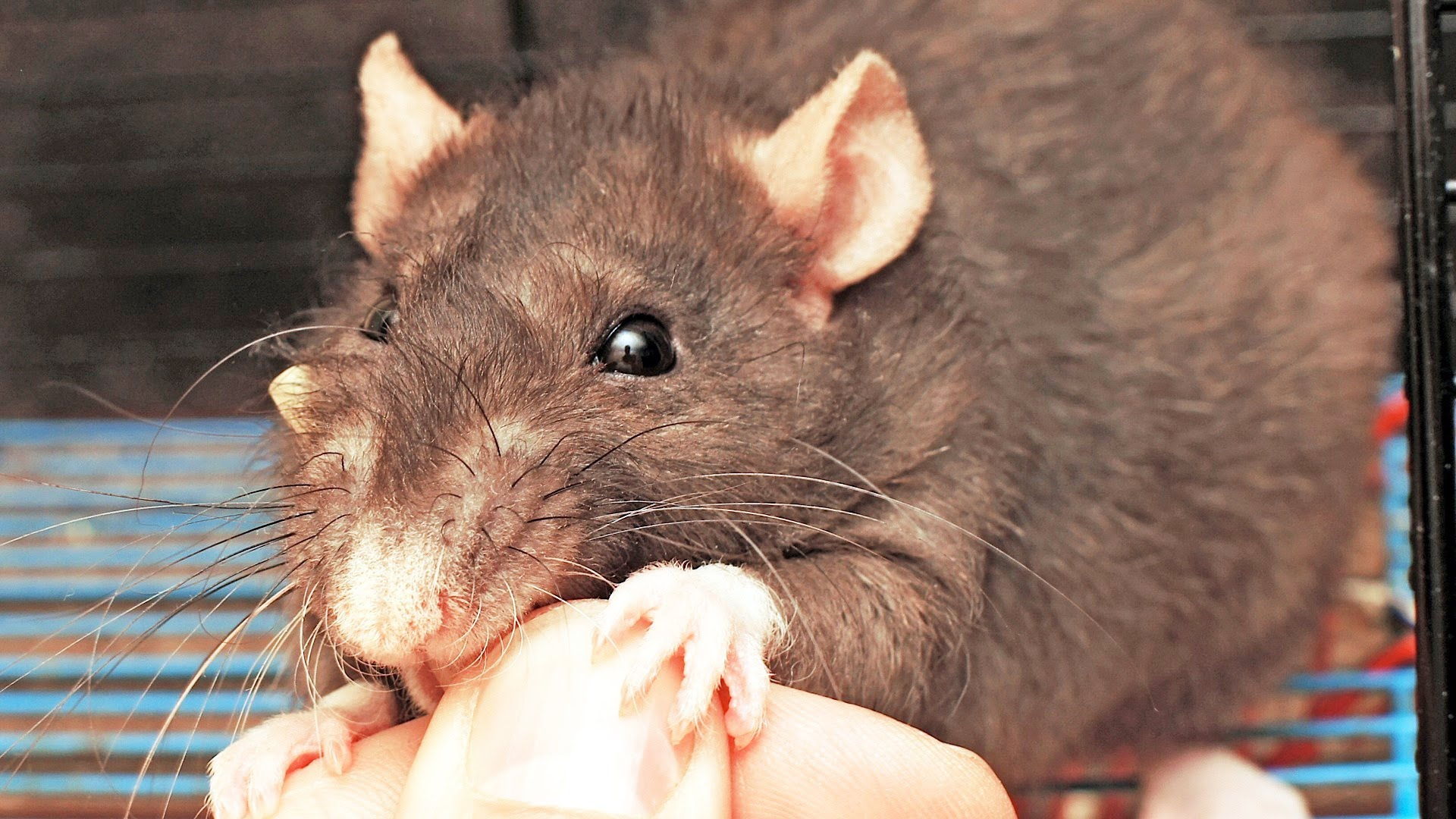 Как приручить домашнюю крысу (с иллюстрациями)