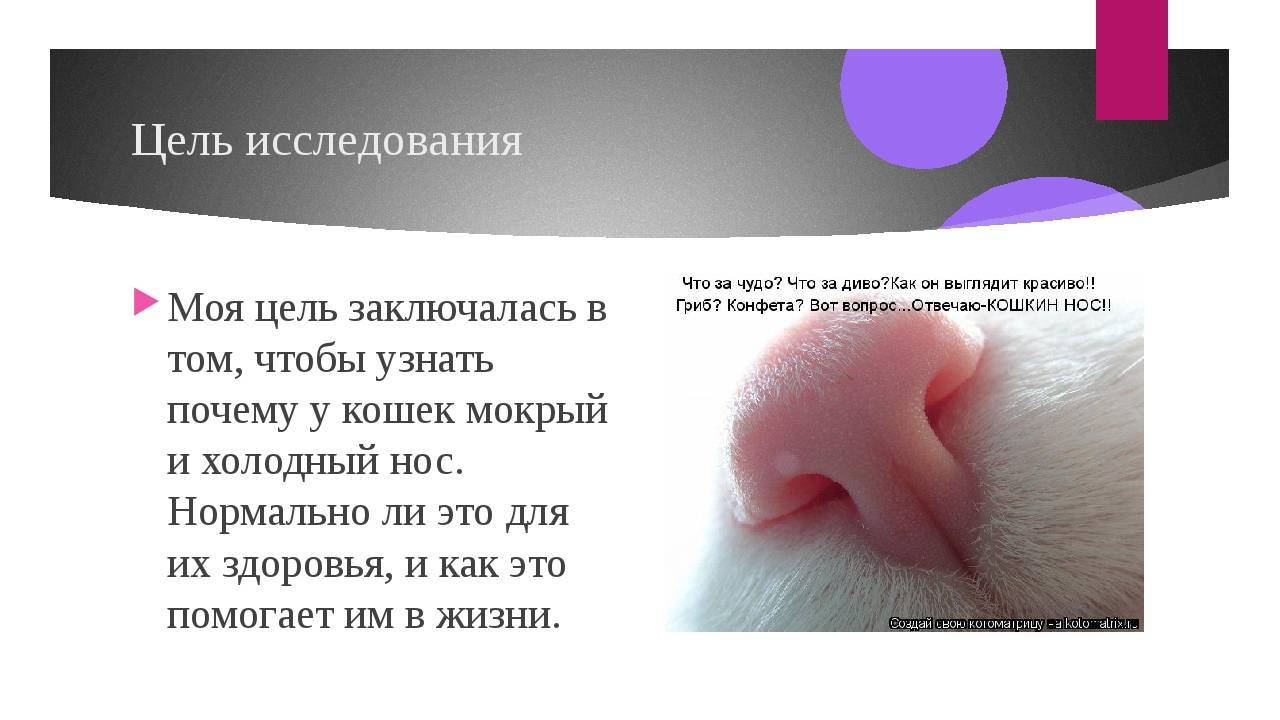 Почему у кошки мокрый нос: причины