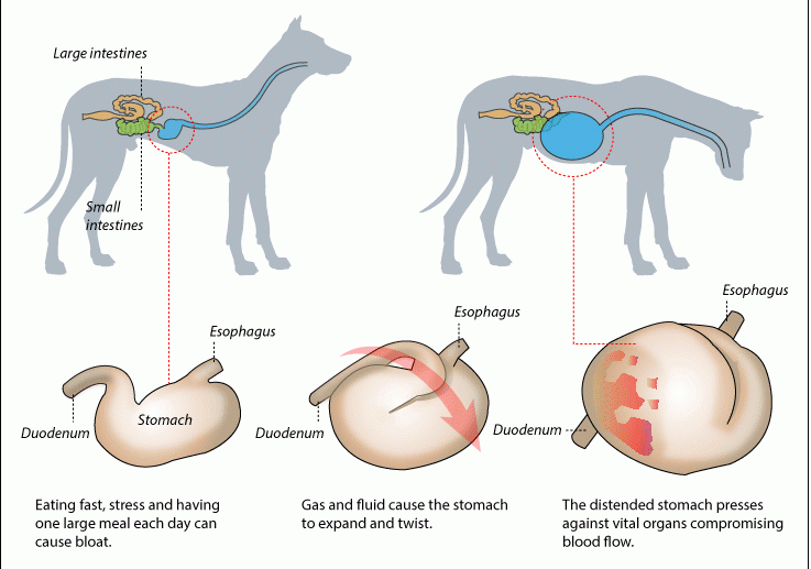 Заворот желудка у собаки