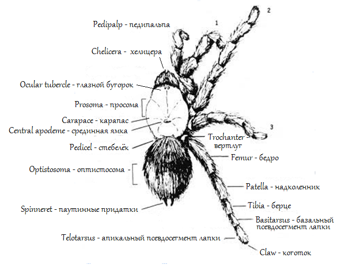 Конечности паукообразных. Внешнее строение паука птицееда. Паук птицеед строение тела. Строение паука птицееда схема. Внутреннее строение паука птицееда.