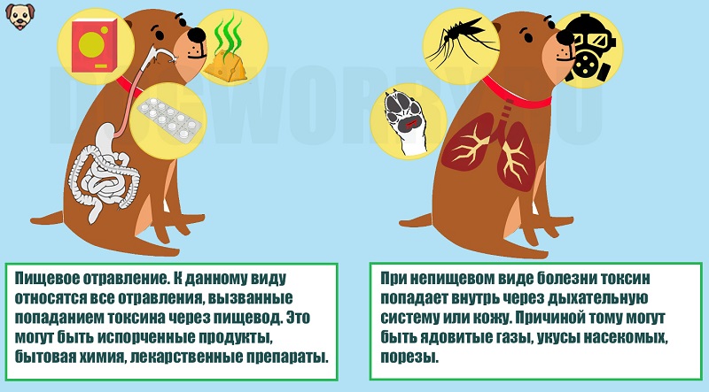 Наиболее распространенные вещества, вызывающие отравления у собак, и первая помощь (названия ядов даются по алфавиту). здоровье вашей собаки