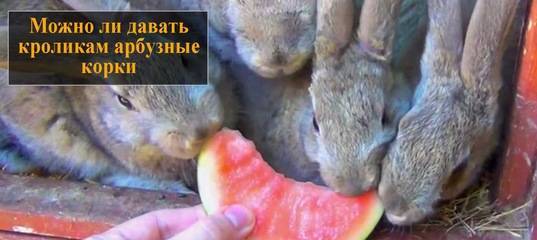 Арбузы - полезное лакомство для кроликов.