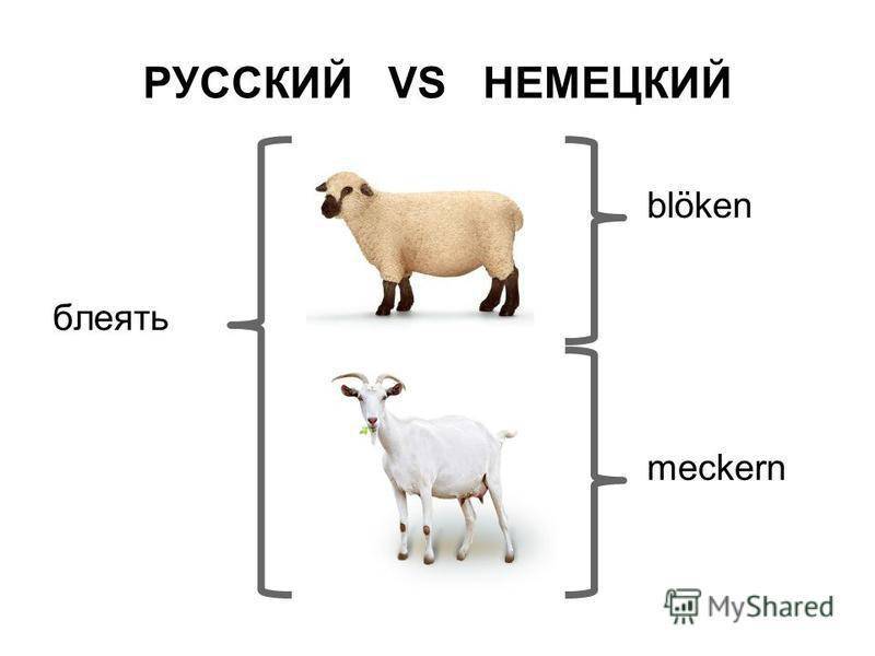 Какие звуки издают кролики?